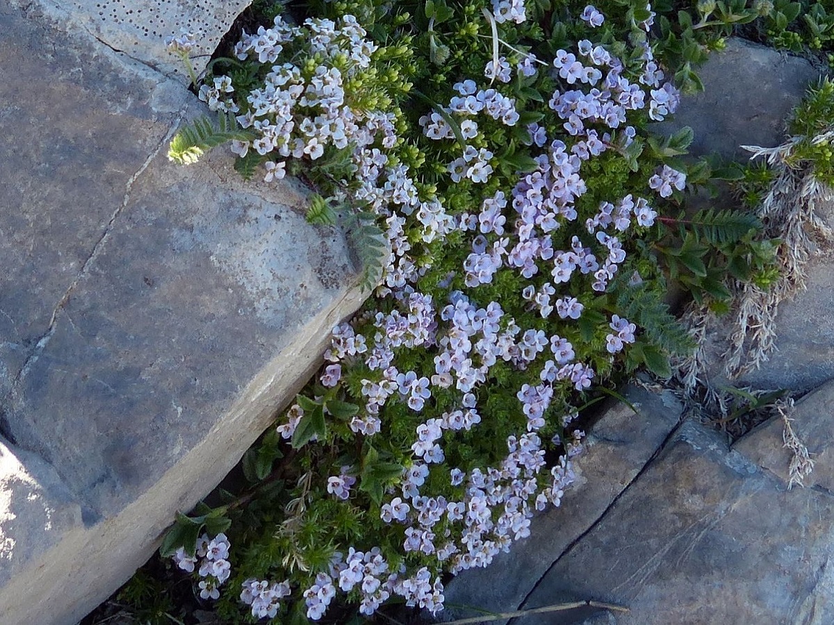 Petrocallis pyrenaica (Brassicaceae)